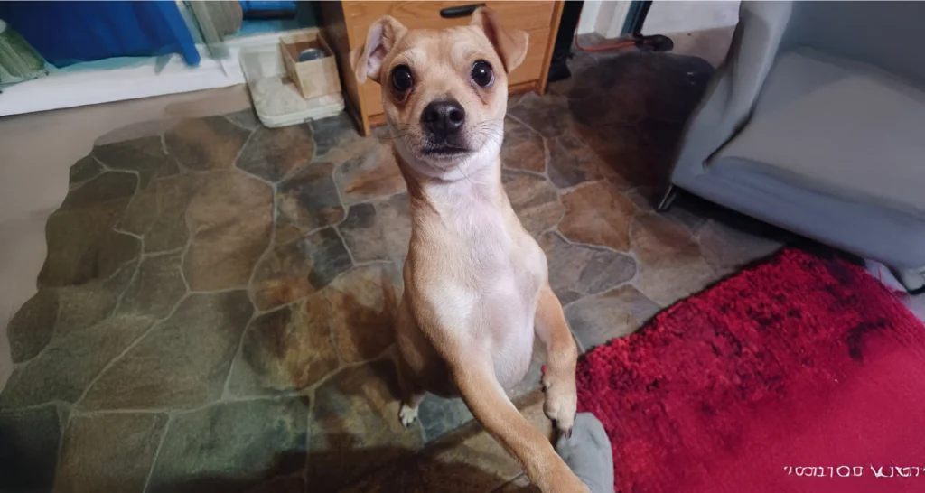 Chiweenie Dog Breed Guide Characteristics And Care Tips 3