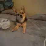 Chorkie Dog Breed: History, Care and Personality Traits