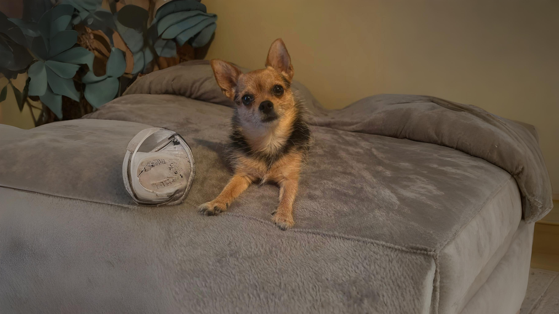 Chorkie Dog Breed: History, Care and Personality Traits