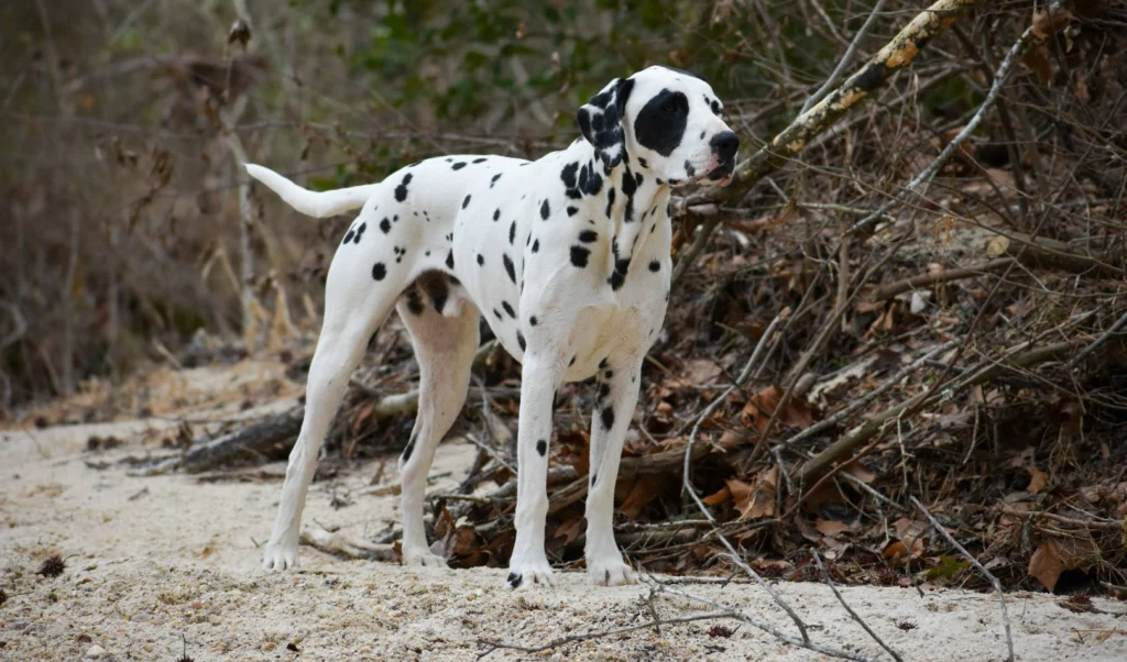 Dalmatian Dog Breed A Complete Guide to This Iconic Canine