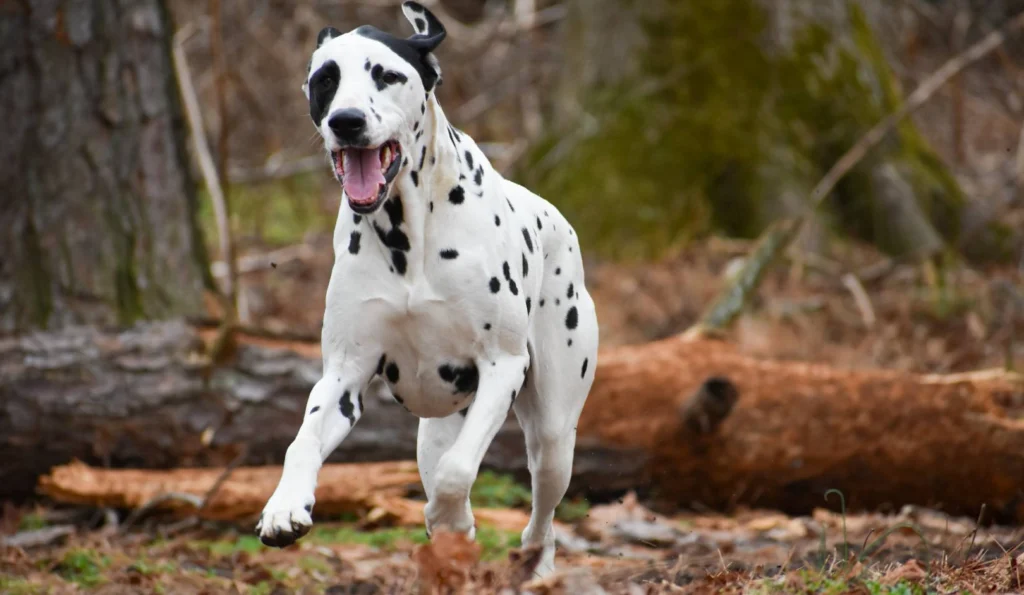 Dalmatian Dog Breed A Complete Guide to This Iconic Canine