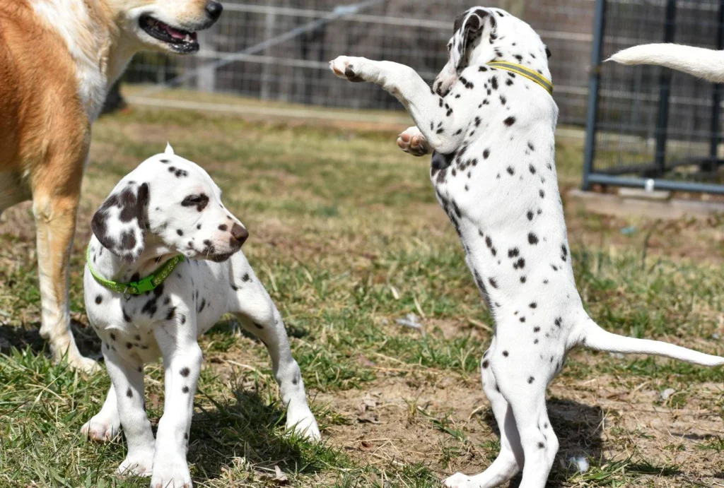 Dalmatian Dog Breed A Complete Guide to This Iconic Canine