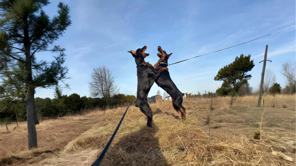 Dobermann Dog Breed History, Care and Characteristics