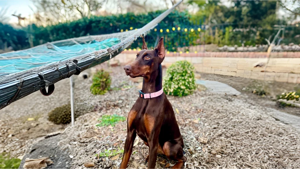 Dobermann Dog Breed History, Care and Characteristics