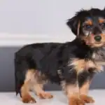 Dorkie dog with family