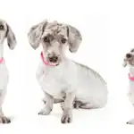 Doxiepoo dog Breed