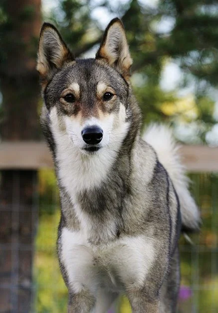 East Siberian Laika