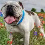 English Bulldog Breed History, Characteristics, and Care