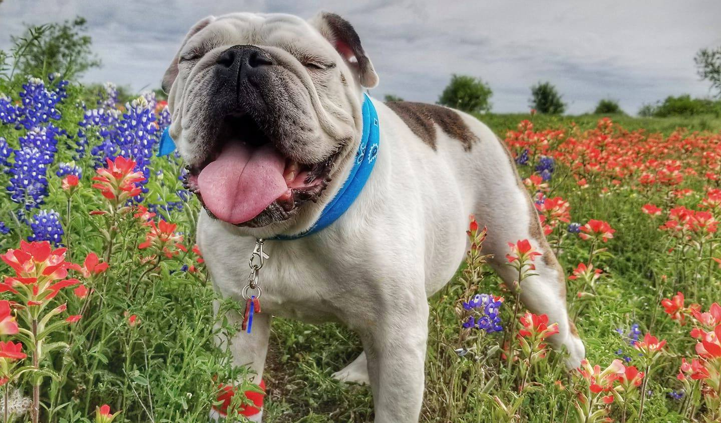 English Bulldog Breed History, Characteristics, and Care