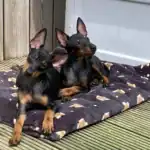 English Toy Terrier dog Breed