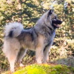 Eurasier dog Breed