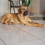 Fila Brasileiro Dog Breed: The Best An In-Depth Guide