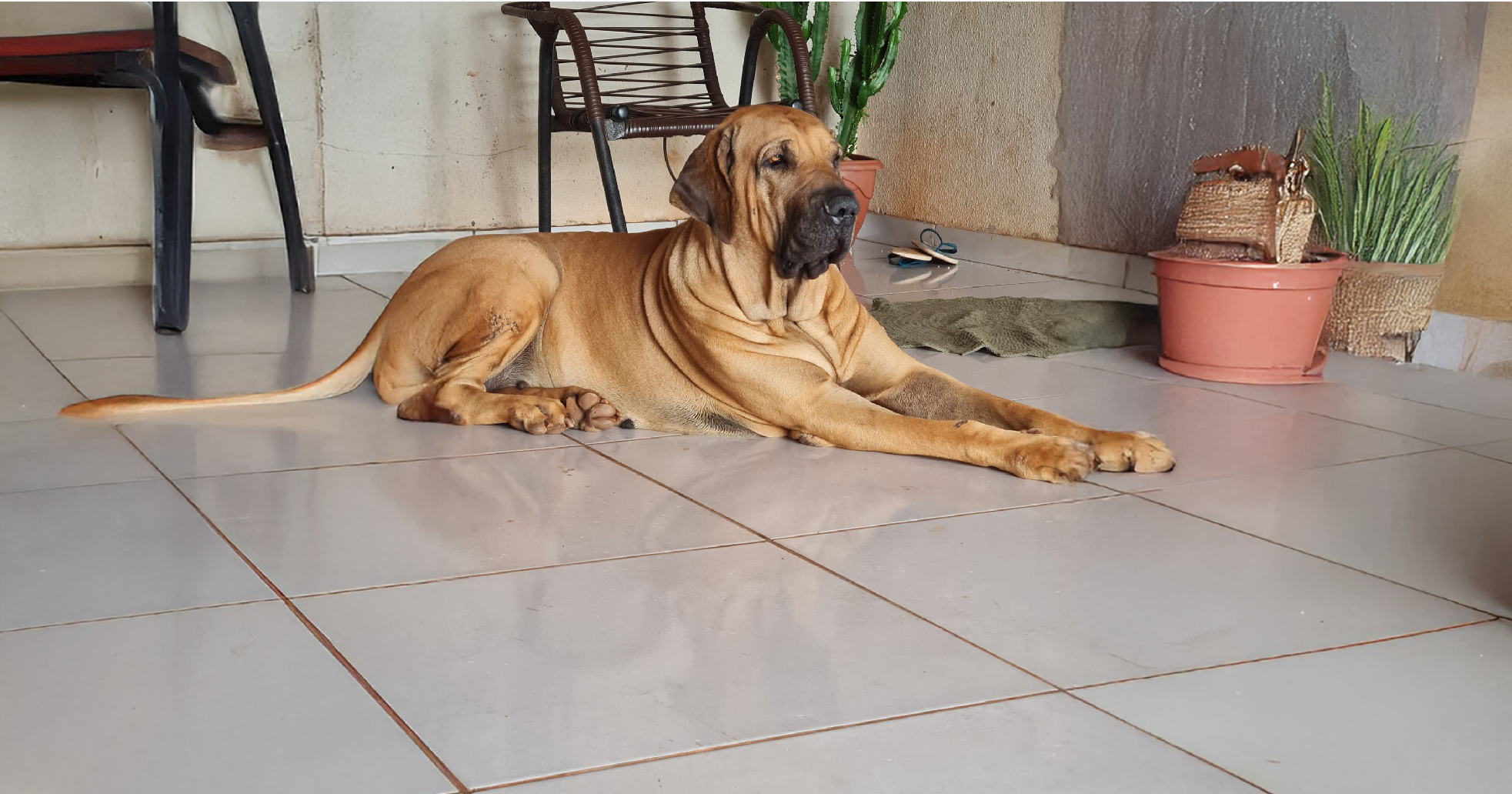 Fila Brasileiro Dog Breed: The Best An In-Depth Guide
