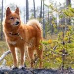 Finnish Spitz dog Dog Breeds
