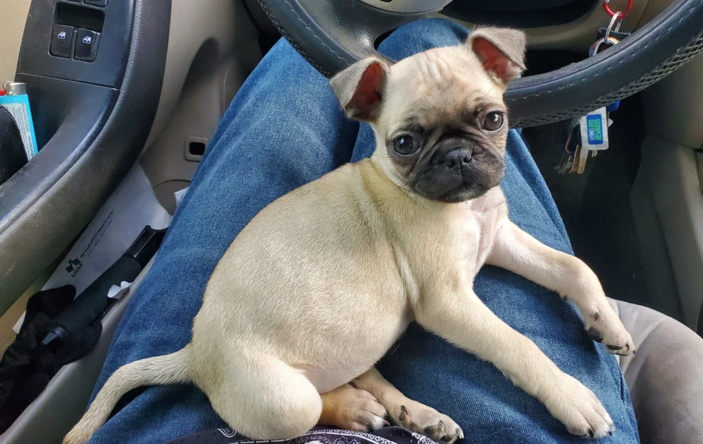 Frug Dog Breed History, Characteristics and Care tips