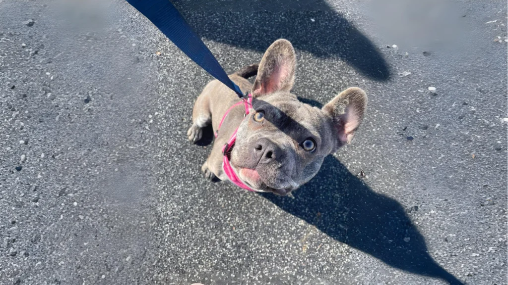 Frug Dog Breed History, Characteristics and Care tips