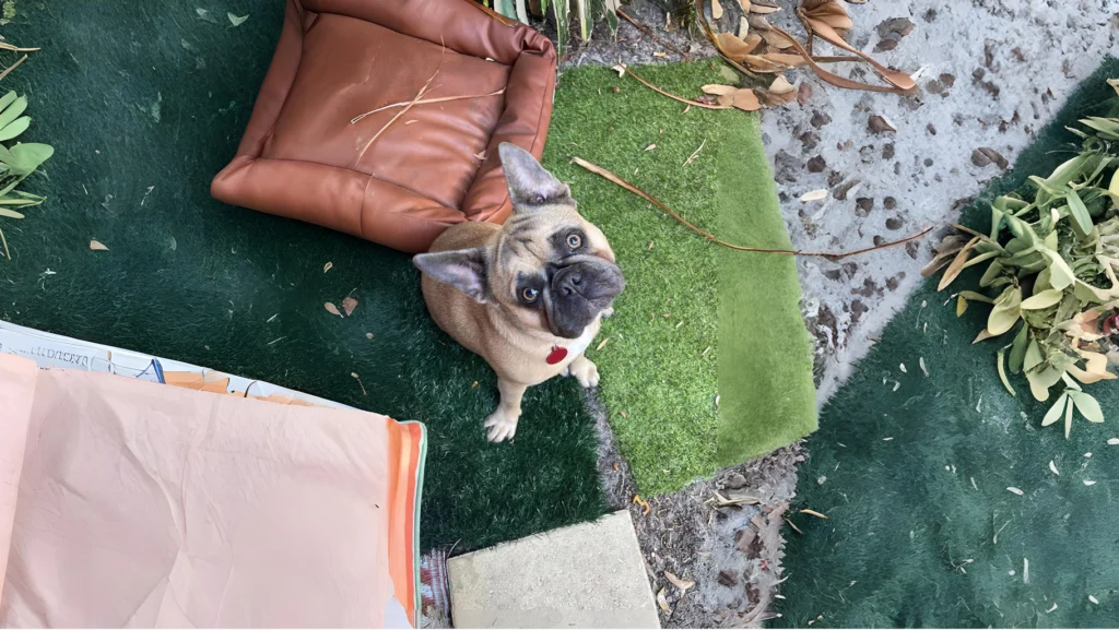 Frug Dog Breed History, Characteristics and Care tips