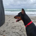 German Pinscher Dog Breed History, Care and Characteristics 4