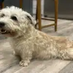 Glen Of Imaal Terrier dog Breeds