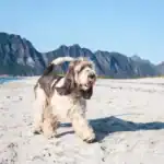 Grand Basset Griffon Vendeen dog Breeds