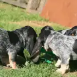 Grand Bleu De Gascogne Dog Breeds