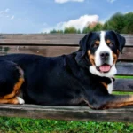 Greater Swiss Mountain Dog Breeds