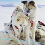 Greenland Dog Dog Breeds