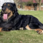 Hovawart Dog Breed