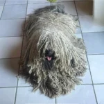 Hungarian Puli Dog Breed