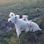 Hungarian Pumi Dog Breed