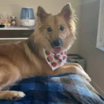 Icelandic Sheepdog Breed