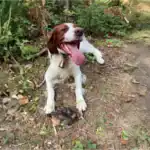 Irish Red and White Setter Dog Breed