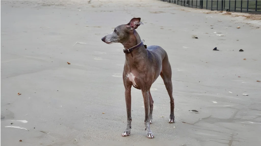 Italian Greyhound Dog Breed History and Characteristics