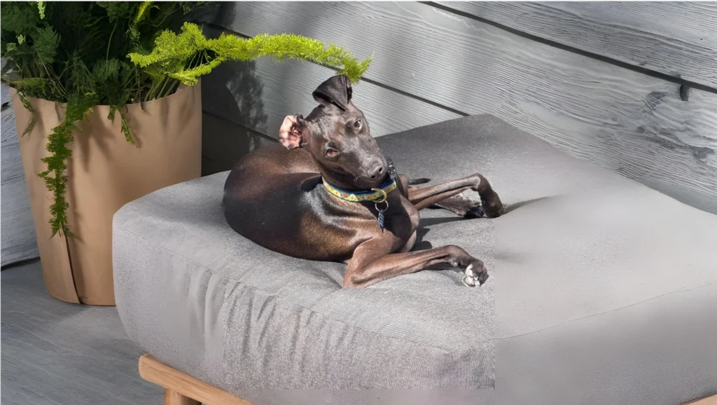 Italian Greyhound Dog Breed History and Characteristics