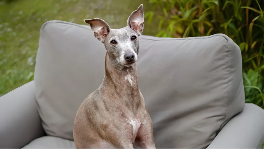 Italian Greyhound Dog Breed History and Characteristics