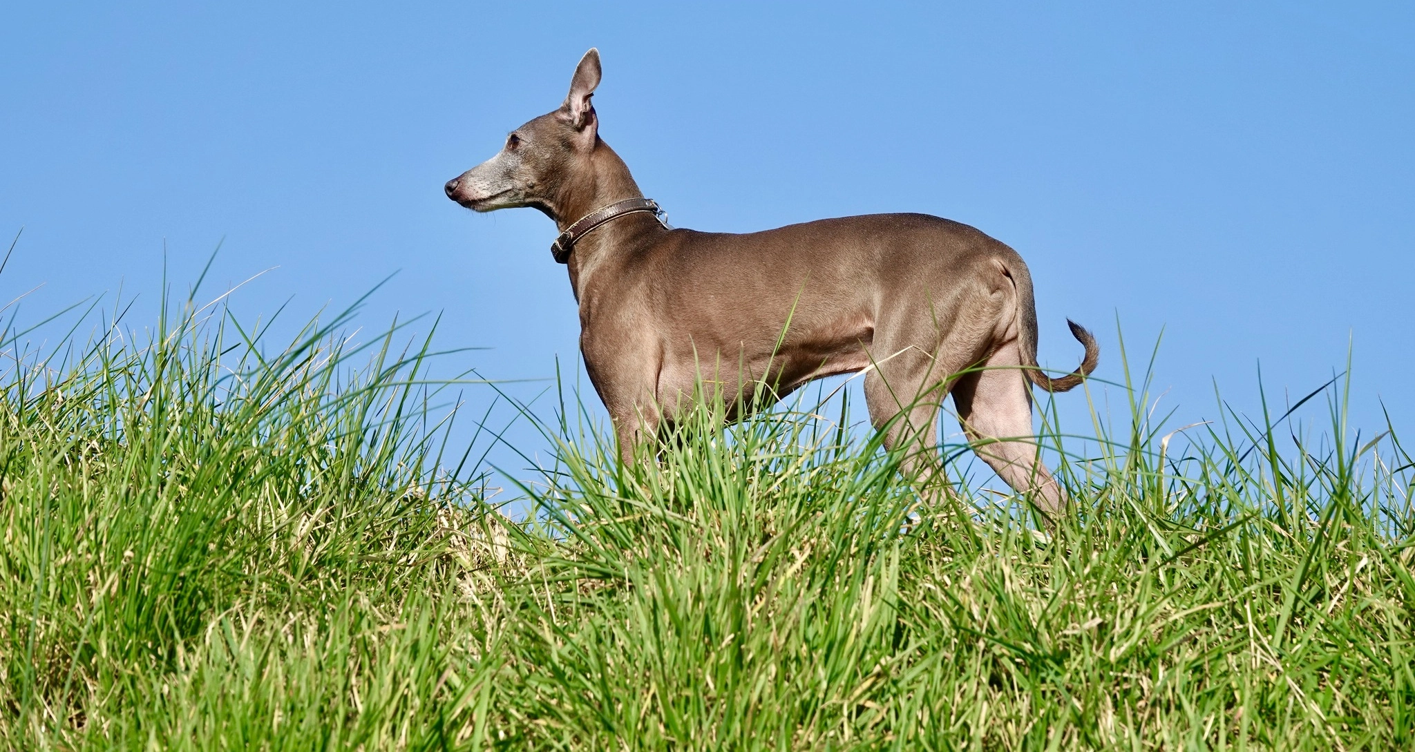 Italian Greyhound Dog Breed History and Characteristics