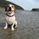 Jack-A-Bee Dog Breed