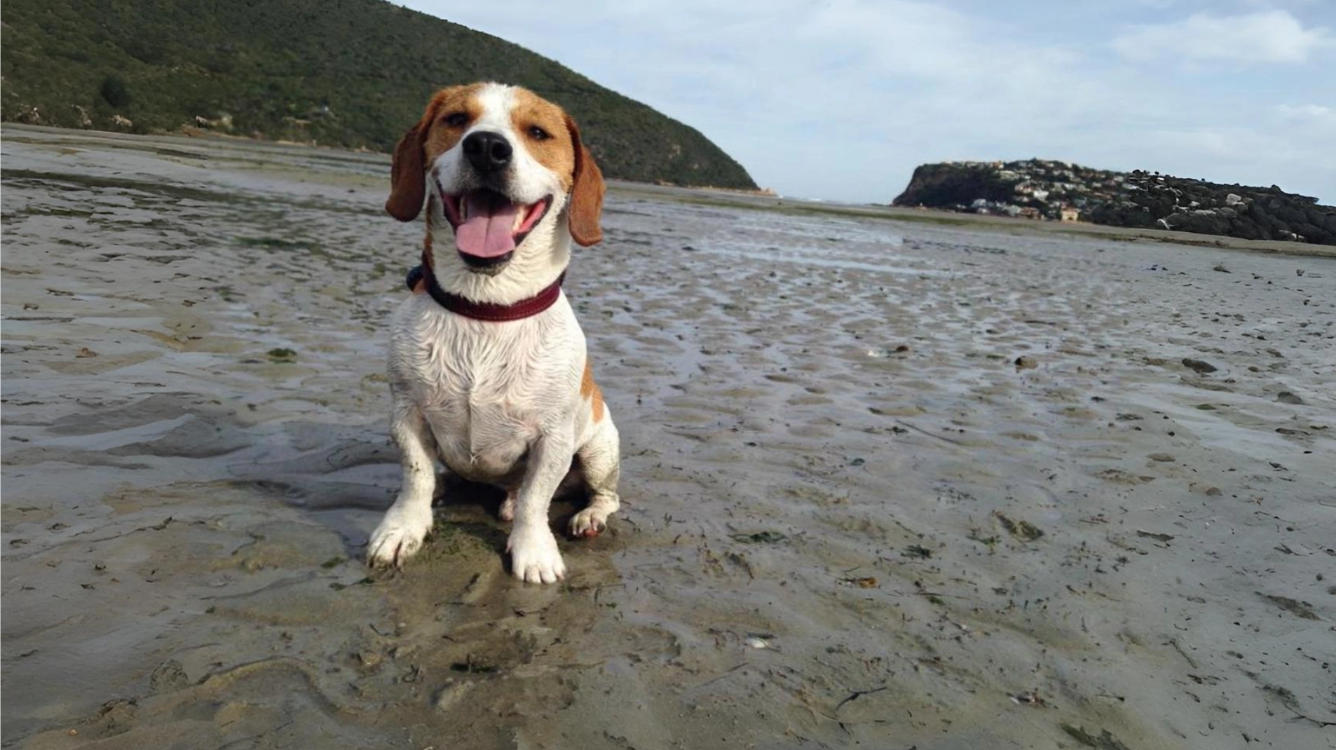 Jack-A-Bee Dog Breed