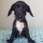 Jack-A-Poo Dog Breed