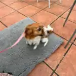 Jackahuahua Dog Breed