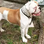 Johnson American Bulldog