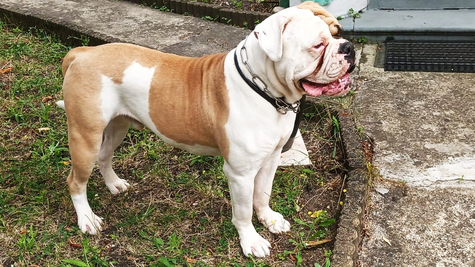 Johnson American Bulldog