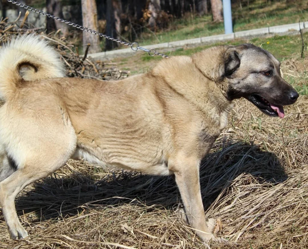 Kangal Dog Breed