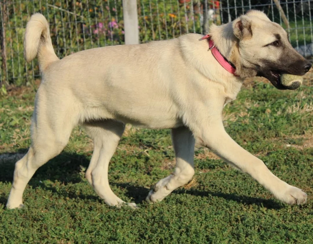 Kangal Dog Breed: History, Characteristics, and Care Tips