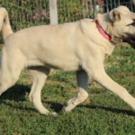 Kangal Dog Breed: History, Characteristics, and Care Tips
