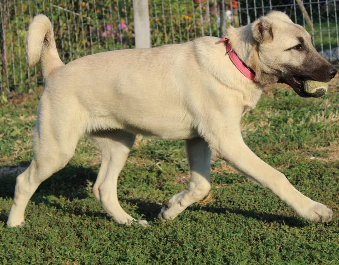 Kangal Dog Breed: History, Characteristics, and Care Tips
