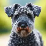 Kerry Blue Terrier dog Breed