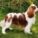 King Charles Spaniel Dog Physical Characteristics