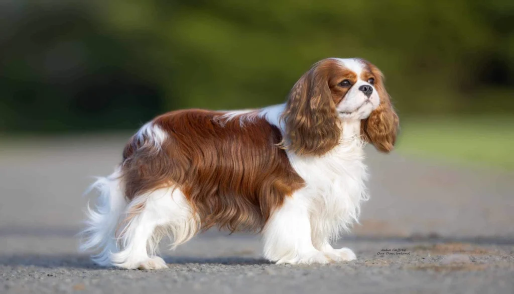 English Toy Spaniel Dog Breed: History and Suitability