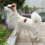 Kokoni dog Breed